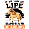Shetland Pony Shetland Pony Shetty