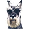 Miniature Schnauzer