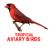 Tropical Aviary Birds