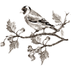 Oiseau