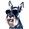 Miniature Schnauzer