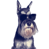 Miniature Schnauzer