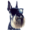 Miniature Schnauzer
