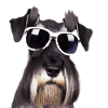 Miniature Schnauzer