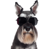 Miniature Schnauzer