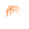 Tarantulas more addicted