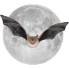 Bat
