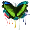 Papillon mouche arc-en-ciel colorée par Mme Peanut