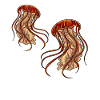 Jellyfish Sea Creatures