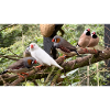 Finch Flock - zebra finches
