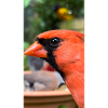 Northern Cardinal