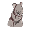 Quokka