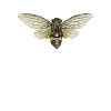 Cicada Cicada Brut Insect