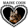 Katte elsker Maine Coon