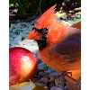 Northern Cardinal