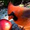 Northern Cardinal