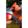 Northern Cardinal