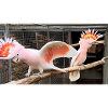 Major Mitchell Cockatoo - pair