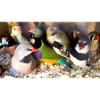 Finches Mix