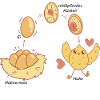 Chicken Life Cycle Drawing