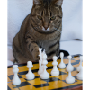 Cat plays chess