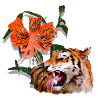 Tiger Lily