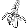 Bonenana