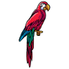 Red parrot