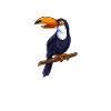 Toucan Bird