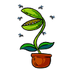 Venus Flytrap Plant