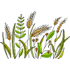 Herbe
