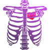 Ribcage with Heart - Purple - Halloween