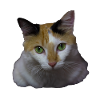 Nina the cat