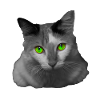 the green-eyed cat