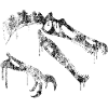 Baryonyx Skeleton