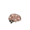 Hafenschiffer Anatomie