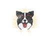 Border Collie Dad