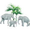 Asian elephant family
