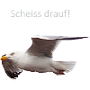 Möwe im Flug Spruch