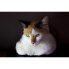 Nina le chat