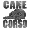 Cane Corso