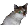 Nina the cat