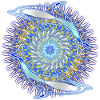 Dolphin Kaleidoscope 10