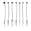 Palm - Caribbean Island Jamaica