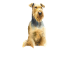 Airedale Terrier Chien