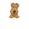 Airedale Terrier Chien