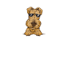 Airedale Terrier Chien