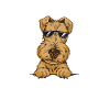 Airedale Terrier Dog
