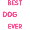 Akita Inu américain