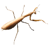 Mantis